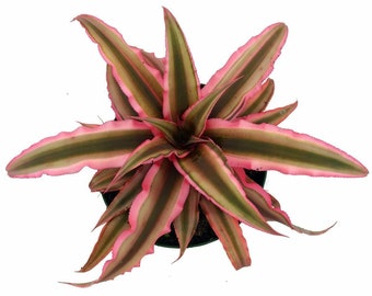 Cryptanthus Pink and Green Earth Star in 4&quot; grower&#39;s pot