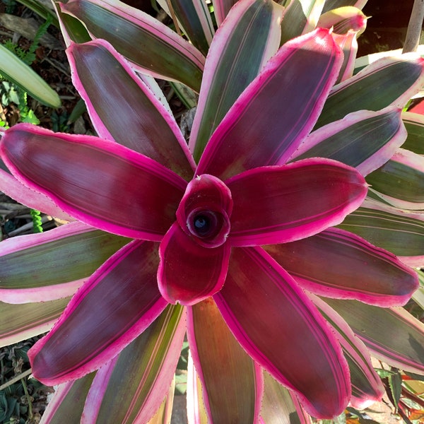 Bromeliad - Gorgeous Pink!