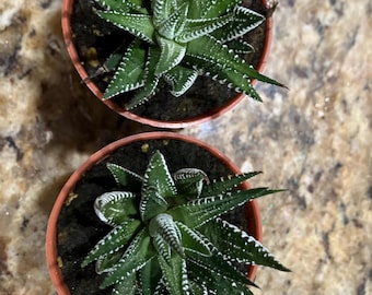 Two Zebra Succulents 2&quot; growers pots