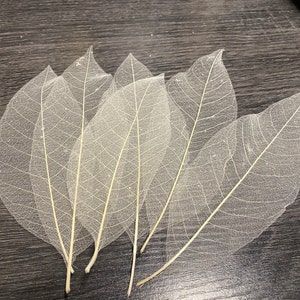 Ivory Natural Magnolia Skeleton Leaves