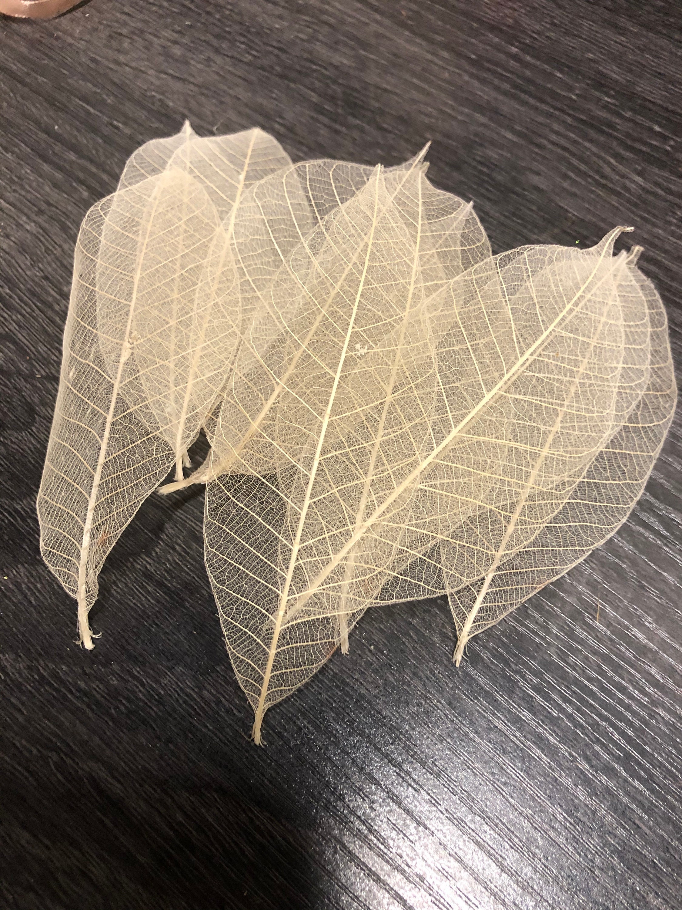 Ivory Skeleton Leaves