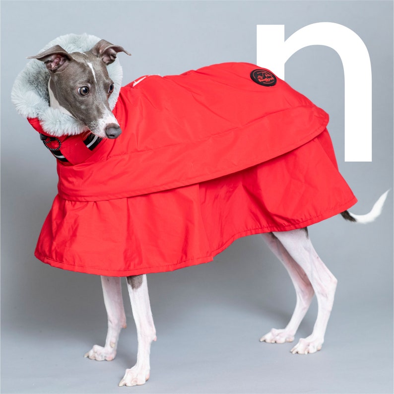 BonGoof WOOFtheRAIN: Waterproof Raincoat for Italian Greyhound Fully lined with Supersoft Faux fur image 3