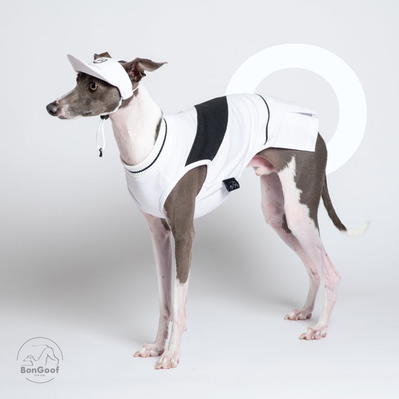 small whippet like dog