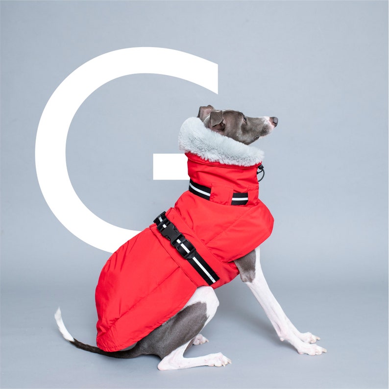 BonGoof WOOFtheRAIN: Waterproof Raincoat for Italian Greyhound Fully lined with Supersoft Faux fur image 4