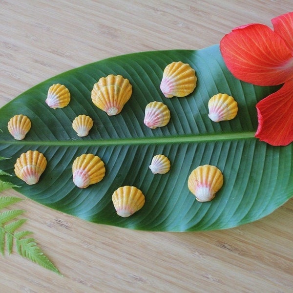 Rare Hawaiian Sunrise Shells