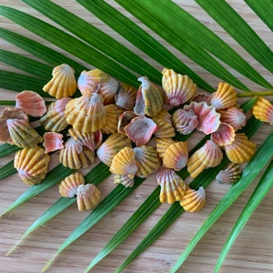 May include: A collection of small seashells with yellow, orange, and pink hues. The shells are arranged on a green palm leaf on a wooden surface.