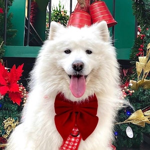 Burgundy Red Velvet Dog Bow – Available in Sailor Bow and Bow Tie – Perfect for Valentine&#39;s Day – Wedding – Birthday