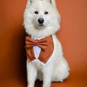 Op de afbeelding: Een witte hond draagt een roestkleurige bandana voor huisdieren die is ontworpen als een smoking. Het accessoire is voorzien van een bijpassende roestkleurige vlinderdas, een wit driehoekig inzetstuk en twee kleine witte knoopjes.