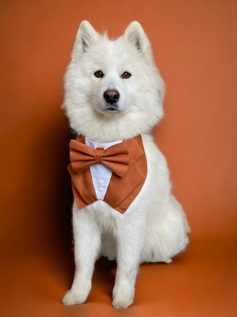 Op de afbeelding: Een witte hond draagt een roestkleurige bandana voor huisdieren die is ontworpen als een smoking. Het accessoire is voorzien van een bijpassende roestkleurige vlinderdas, een wit driehoekig inzetstuk en twee kleine witte knoopjes.