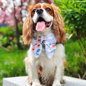 May include: A Cavalier King Charles Spaniel dog wearing a white bow tie with a floral pattern in shades of blue, pink, and yellow. The dog is sitting on a light gray surface and has its tongue sticking out.