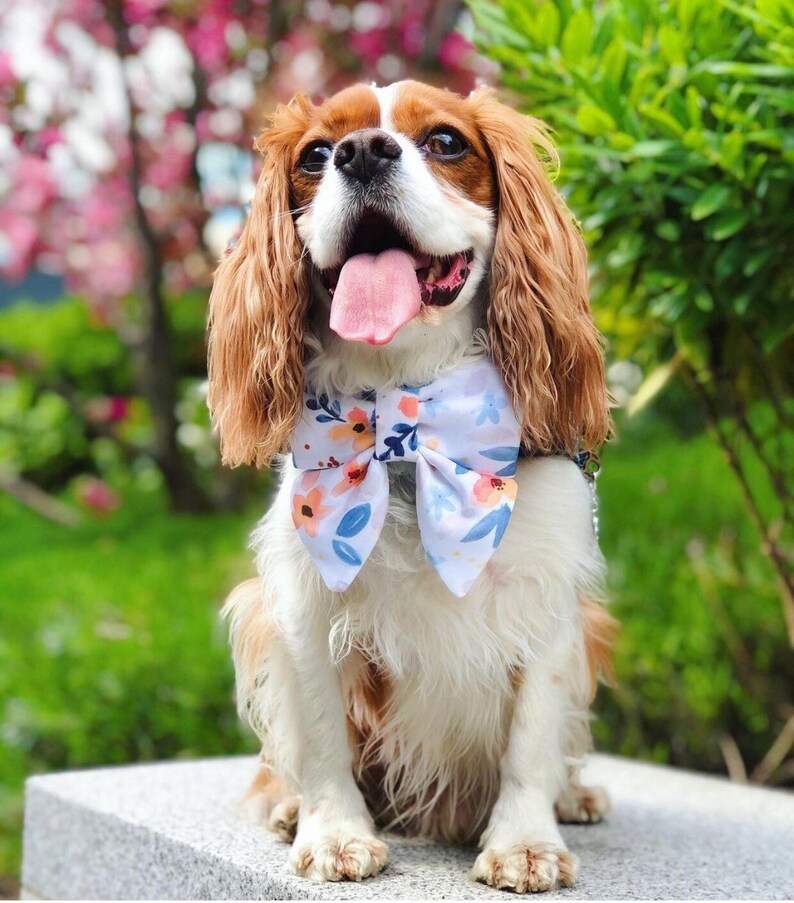 May include: A Cavalier King Charles Spaniel dog wearing a white bow tie with a floral pattern in shades of blue, pink, and yellow. The dog is sitting on a light gray surface and has its tongue sticking out.