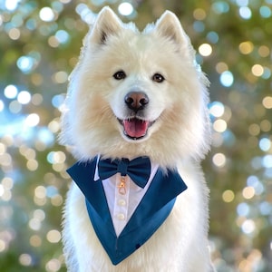 May include: A white fluffy dog wearing a blue tuxedo-style bow tie with a gold accent. The dog is looking directly at the camera with a happy expression.