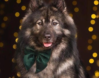 Dark Green Velvet Dog Bow – Available in dog sailor bow and bow tie – Optional upgrade with matching dog collar