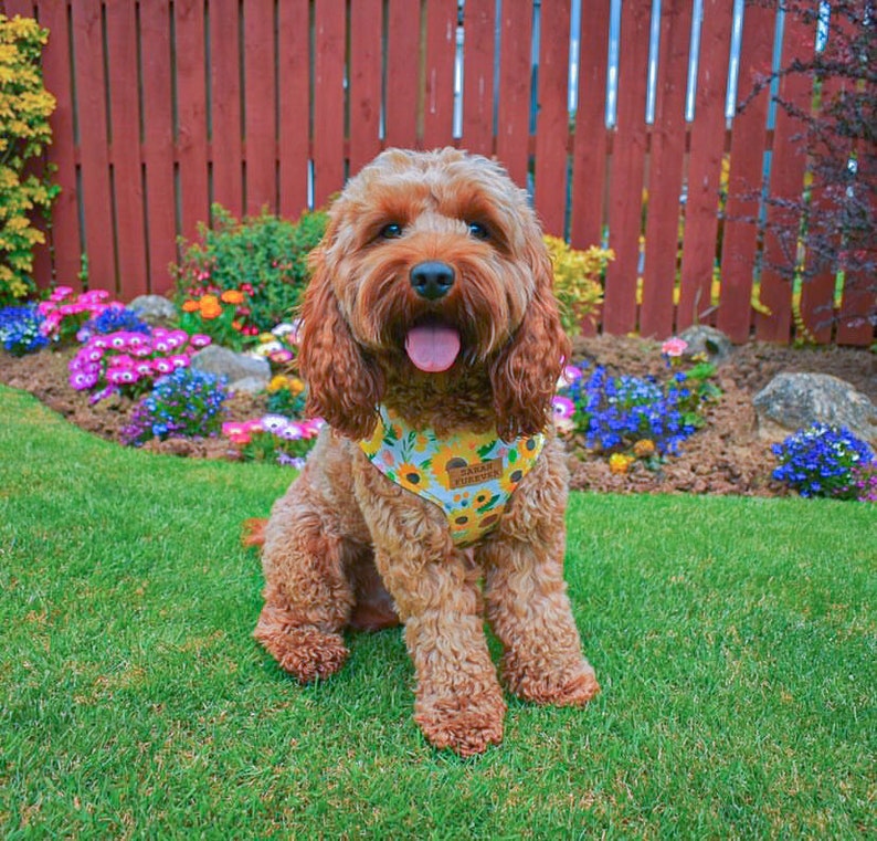May include: A brown and white dog wearing a yellow and green sunflower patterned harness with the text "Summer Vibes" on it. The dog is sitting in a grassy area with flowers in the background.