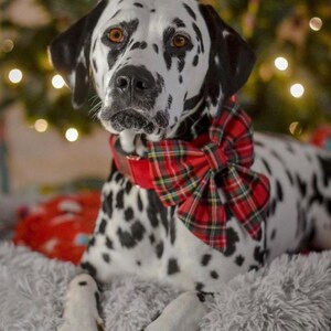 May include: A black and white Dalmatian dog wearing a red and green plaid bow tie. The dog is lying down on a fluffy gray rug in front of a Christmas tree with lights.