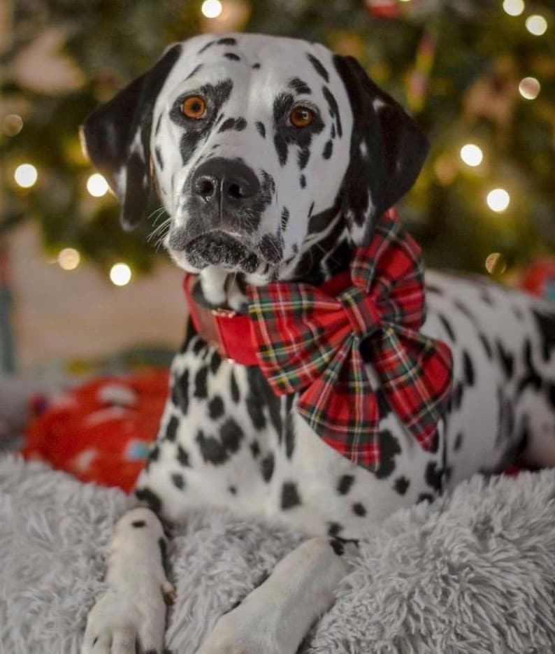 May include: A black and white Dalmatian dog wearing a red and green plaid bow tie. The dog is lying down on a fluffy gray rug in front of a Christmas tree with lights.