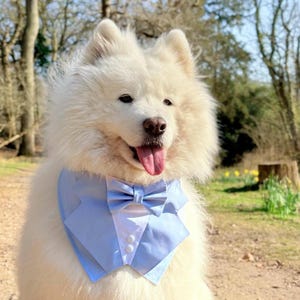 Light Blue Wedding Dog Tuxedo Bandana: Ring Bearer Style