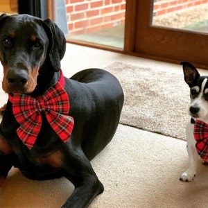 May include: Two dogs wearing red and black plaid bow ties. A black dog is lying down and a smaller white and black dog is sitting up.