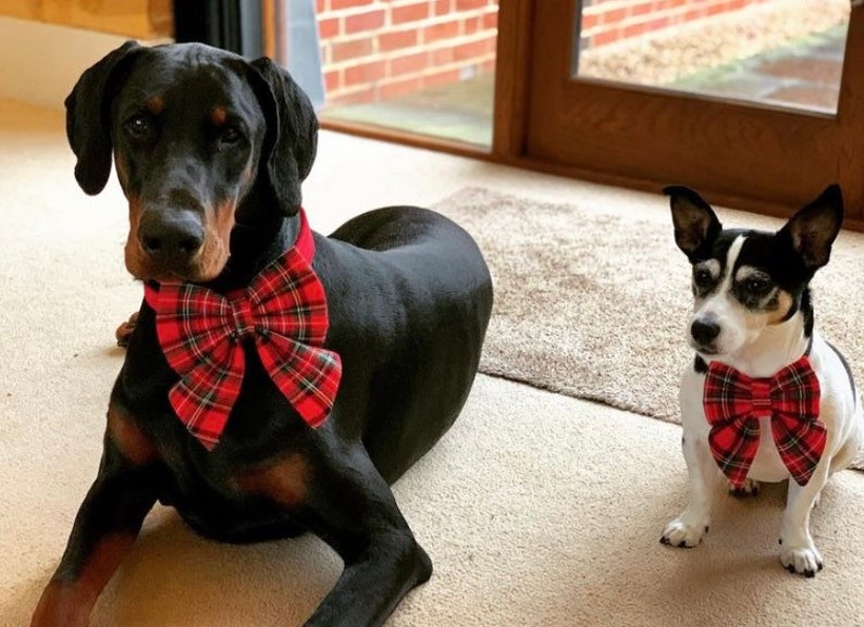 May include: Two dogs wearing red and black plaid bow ties. A black dog is lying down and a smaller white and black dog is sitting up.
