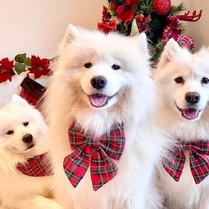 May include: Three white fluffy Samoyed dogs wearing red and black plaid bow ties. The dogs are sitting in front of a red and green Christmas garland.