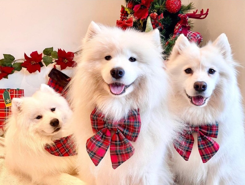 May include: Three white fluffy Samoyed dogs wearing red and black plaid bow ties. The dogs are sitting in front of a red and green Christmas garland.