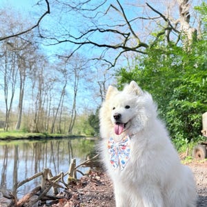May include: A white Samoyed dog wearing a floral bow tie sits in front of a pond in a wooded area. The dog is looking at the camera and has its tongue sticking out.
