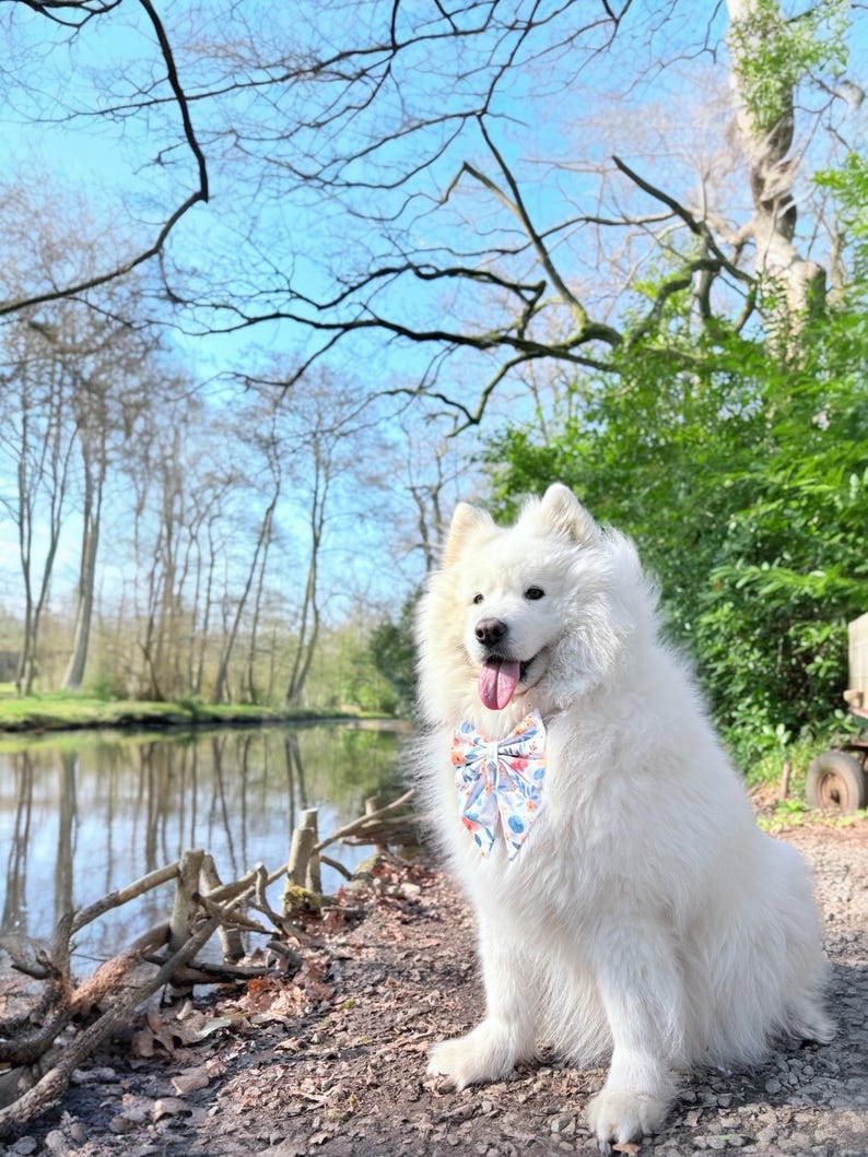 May include: A white Samoyed dog wearing a floral bow tie sits in front of a pond in a wooded area. The dog is looking at the camera and has its tongue sticking out.