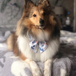 May include: A brown and white Sheltie dog wearing a white bow tie with a floral pattern. The dog is sitting on a gray fuzzy blanket.
