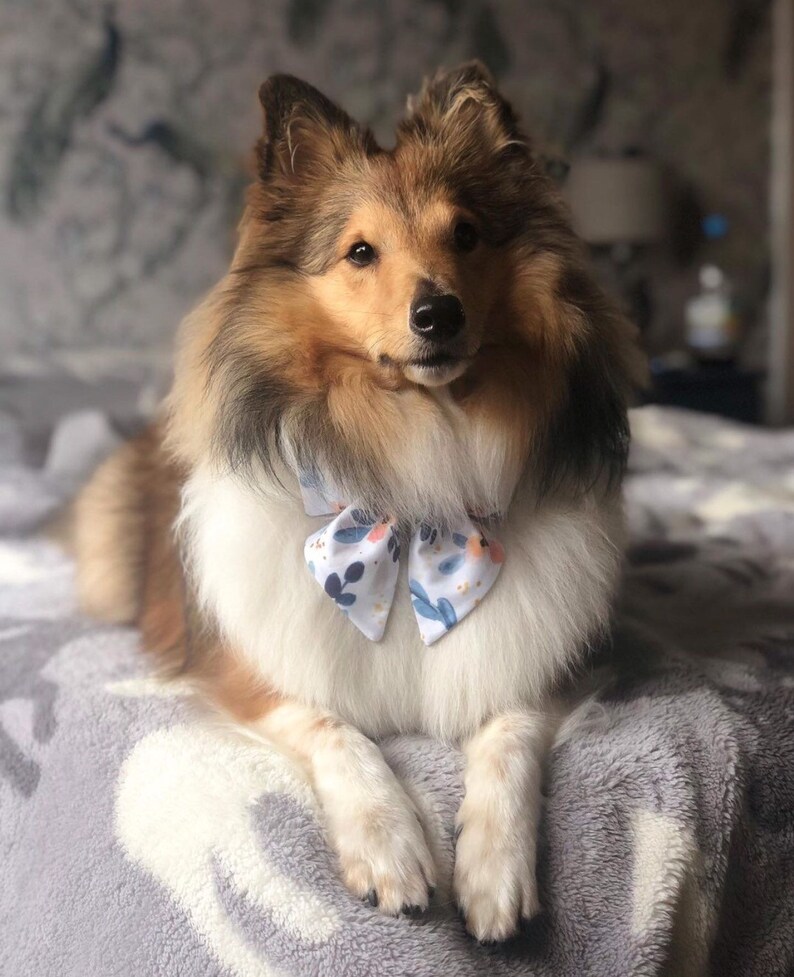 May include: A brown and white Sheltie dog wearing a white bow tie with a floral pattern. The dog is sitting on a gray fuzzy blanket.