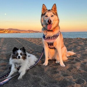 May include: Two dogs on a sandy beach at sunset. The larger dog is a husky with blue eyes and a patterned harness. The smaller dog is a white and black spitz with a black harness. Both dogs are wearing leashes.