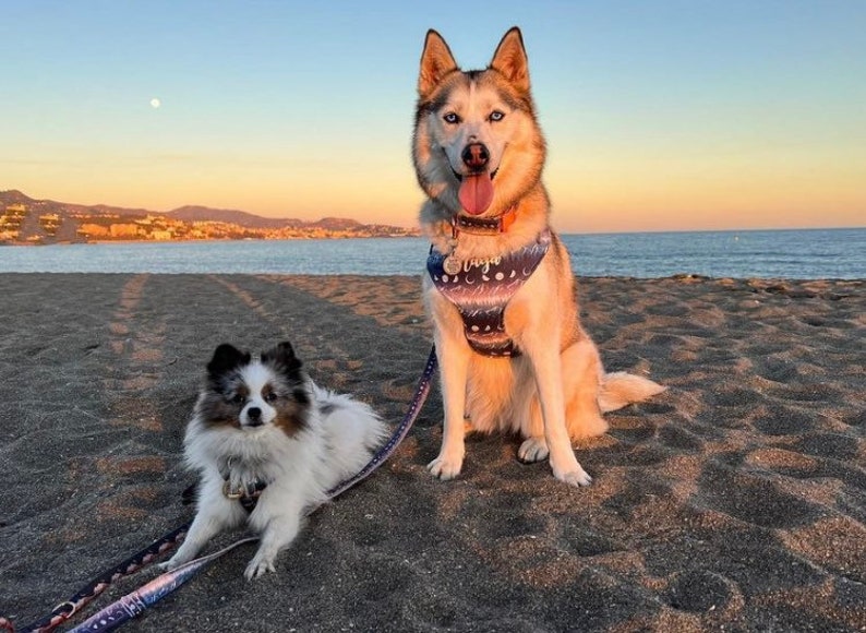May include: Two dogs on a sandy beach at sunset. The larger dog is a husky with blue eyes and a patterned harness. The smaller dog is a white and black spitz with a black harness. Both dogs are wearing leashes.