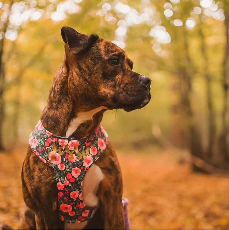 Dog Chest Harness reversible name personalisation Galaxy Etsy