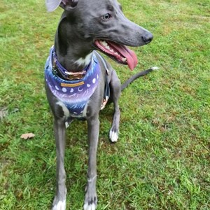 May include: A grey and white dog wearing a purple and blue bandana with a moon and stars pattern. The dog is sitting on green grass.