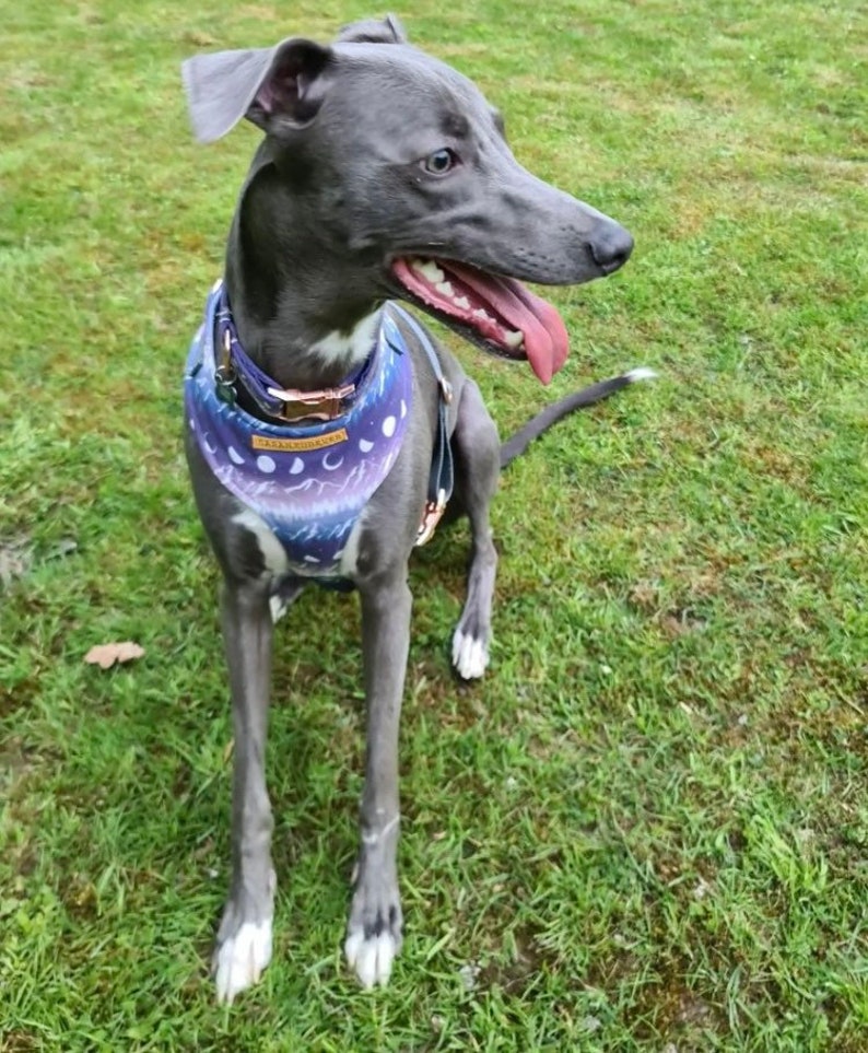 May include: A grey and white dog wearing a purple and blue bandana with a moon and stars pattern. The dog is sitting on green grass.