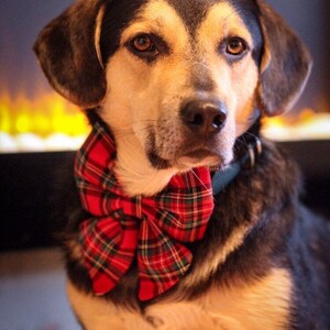 May include: A brown and black dog wearing a red and green plaid bow tie. The dog is looking at the camera with a serious expression.