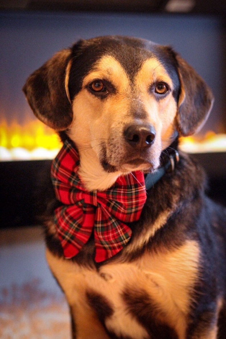 May include: A brown and black dog wearing a red and green plaid bow tie. The dog is looking at the camera with a serious expression.