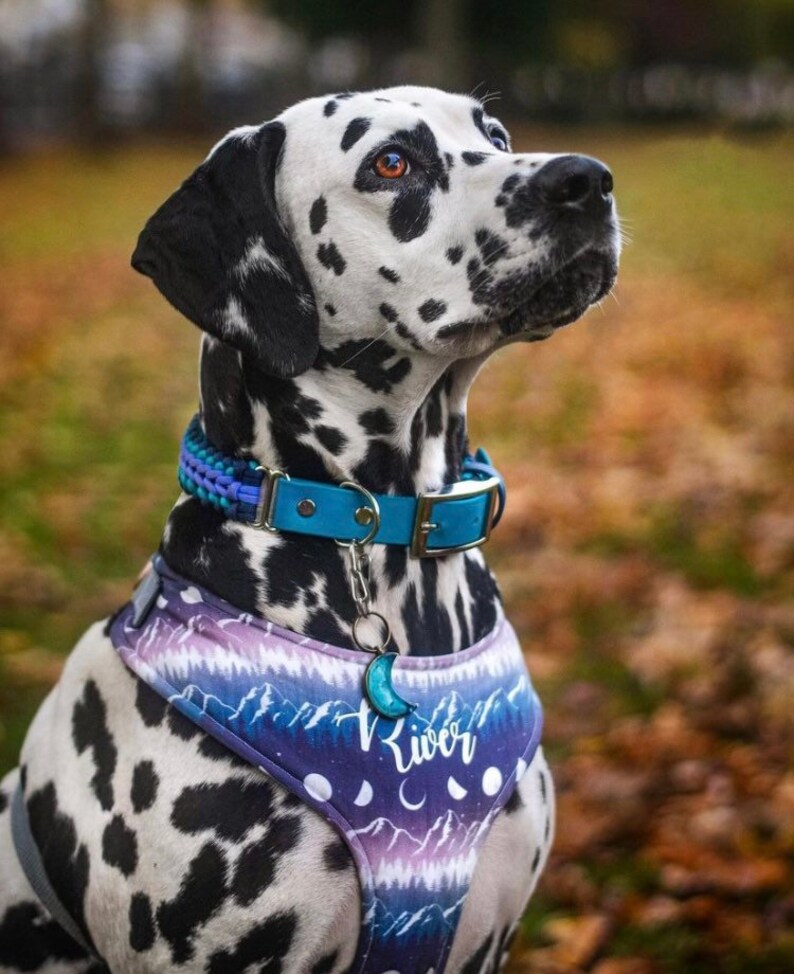 May include: A black and white Dalmatian dog wearing a blue and purple dog harness with a moon and mountain design. The harness has the name "River" printed on it. The dog is wearing a blue collar with a silver tag.