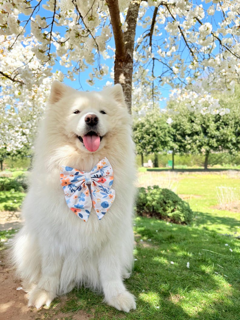 May include: A white fluffy dog wearing a floral bow tie sits in a grassy area with a cherry blossom tree in the background.