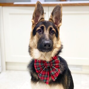 May include: A German Shepherd puppy wearing a red and green plaid bow tie. The dog is looking directly at the camera.
