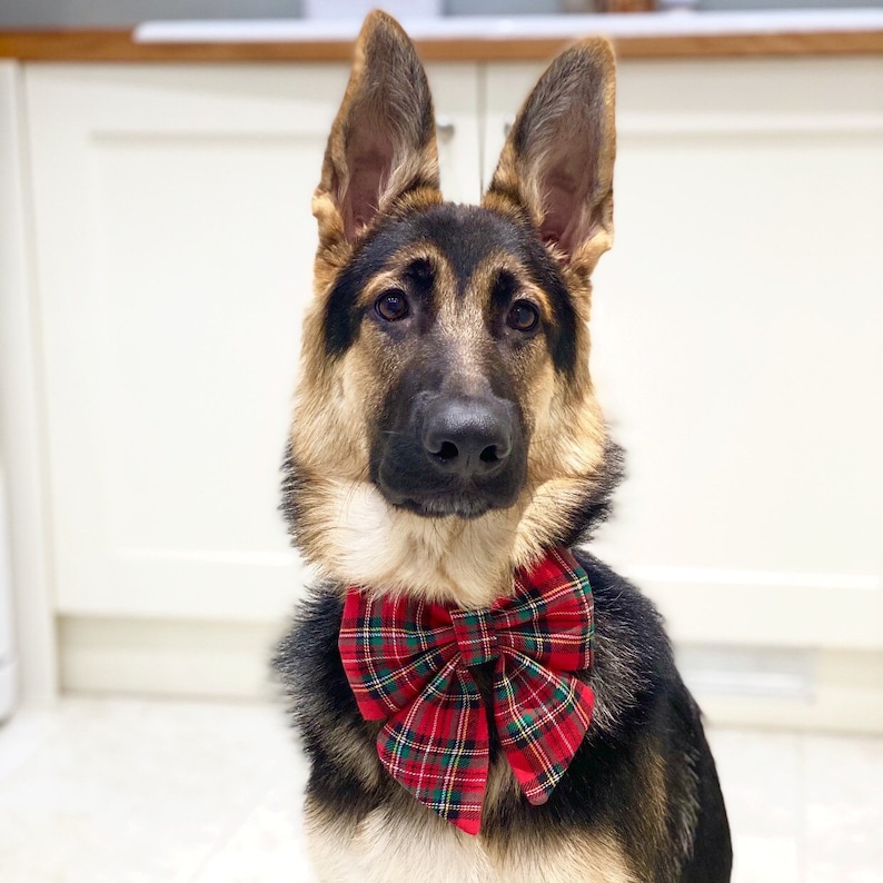 May include: A German Shepherd puppy wearing a red and green plaid bow tie. The dog is looking directly at the camera.