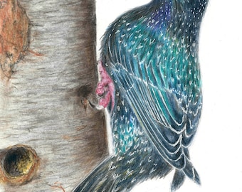 Original coloured pencil drawing of a common starling