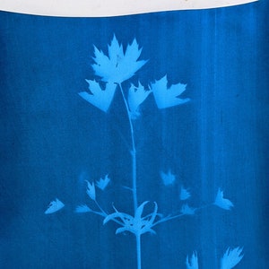Pode incluir: Um fundo azul ciano com uma silhueta branca de uma planta com três caules e várias folhas. A planta está no centro da imagem.
