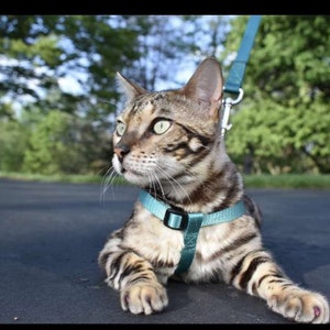 1 Inch Standard Nylon Harness