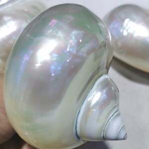 Grande Rainbow Shell Troca Spiral Moonlight conchiglia Conchiglie bianco naturale Madreperla Guscio iridescente Seashell torre Ring Holder 4INCH