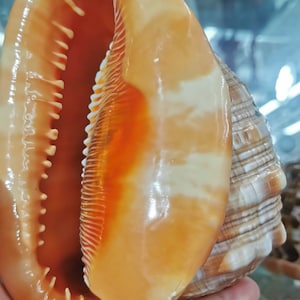 Pode incluir: Uma grande concha de mar laranja e branca com um acabamento liso e brilhante. A concha está aberta, revelando o interior, que é de uma cor laranja intensa.