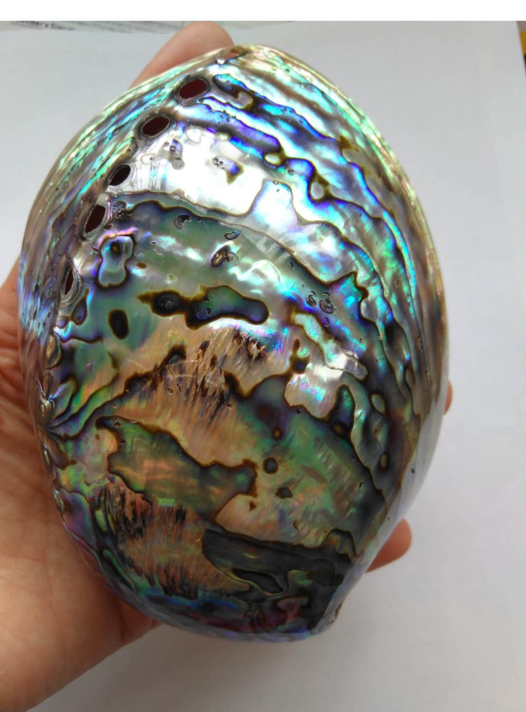 AA Large Genuine Pura Ablone Shell Cabochon - Gorgeous Inlaid Abalone ...