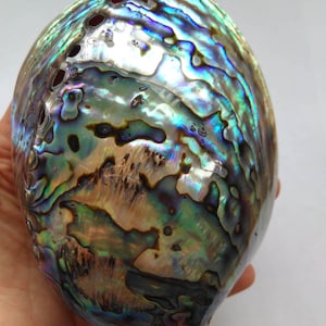 May include: A large iridescent abalone shell with a variety of colors, including green, blue, purple, and gold. The shell has a smooth, polished surface and a natural, organic shape.
