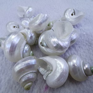 10pcs Sea conch Shell Charms natuurlijke vrije vorm kralen voor focal / Charm Fashion Sieraden Bevindingen 15-40mm