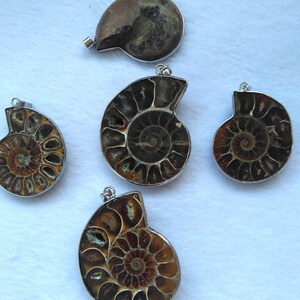 May include: Five fossilized ammonite shell pendants with silver-toned metal accents. The ammonites are brown and black with a spiral pattern.