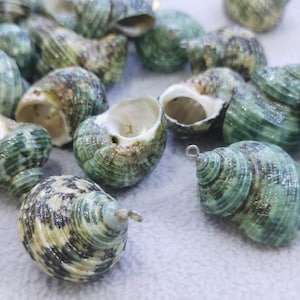May include: A collection of green and white seashells with a mottled pattern. The shells are arranged on a white surface.